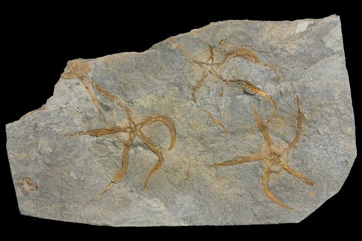 Wide Ordovician Brittle Star (Ophiura) Multiple Plate - Morocco #154173
